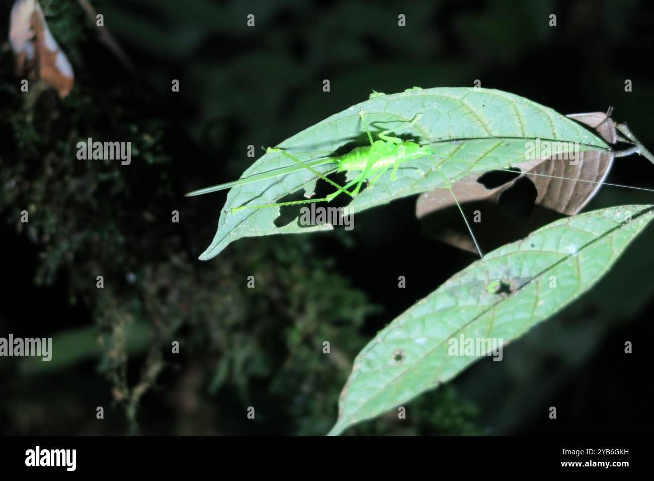 Grande cricket seduto sulla foglia nella riserva nazionale di Cuyabeno in Ecuador. Foto Stock