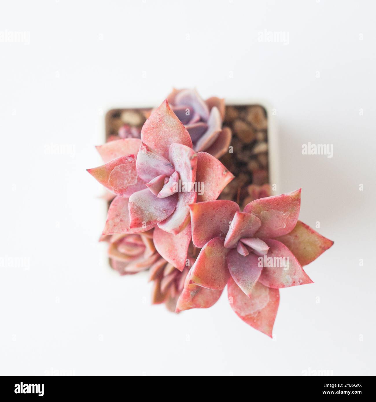 Graptoveria Douglas Huth, succulenta coreana rossa, su sfondo bianco Foto Stock