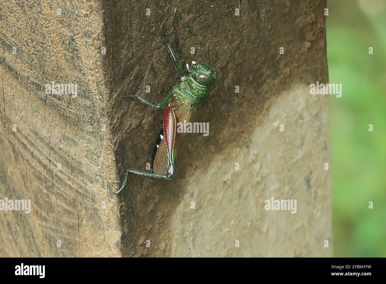 Cavalletta colorata seduta su legno nella riserva nazionale Cuyabeno in Ecuador Foto Stock