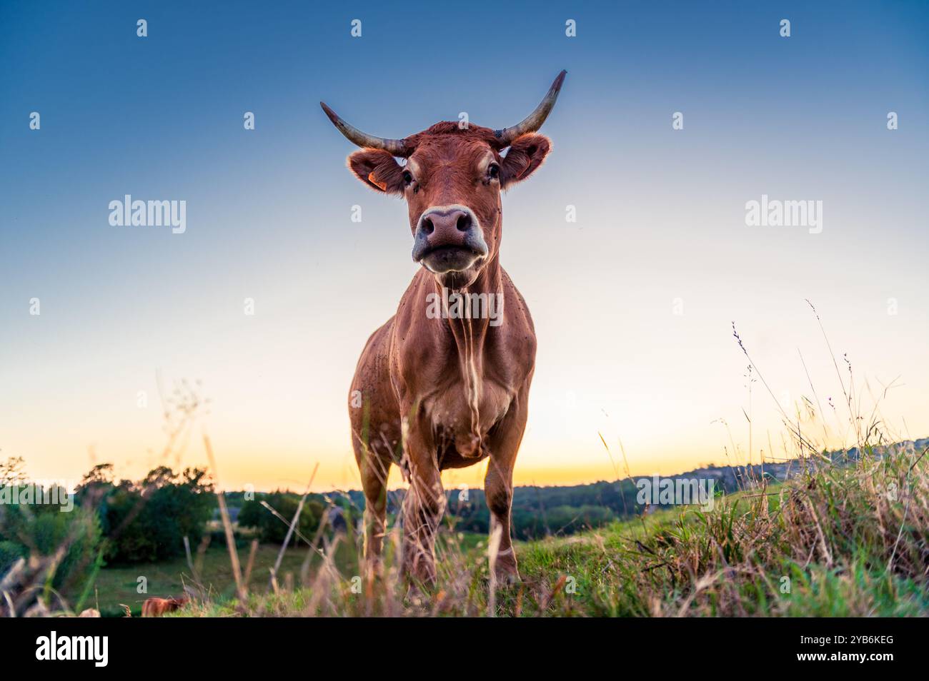 Grandi corna mucca marrone che fissa la telecamera da un punto di vista basso, luce del tramonto Foto Stock