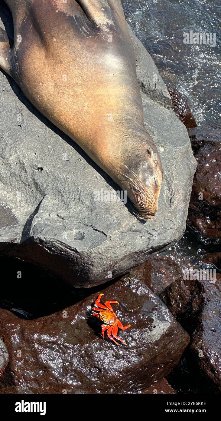 Leone marino delle Galapagos che dorme accanto a un granchio rosso di sally lightfoot, mentre entrambe le specie provengono dall'arcipelago, il leone marino è endemico. Foto Stock