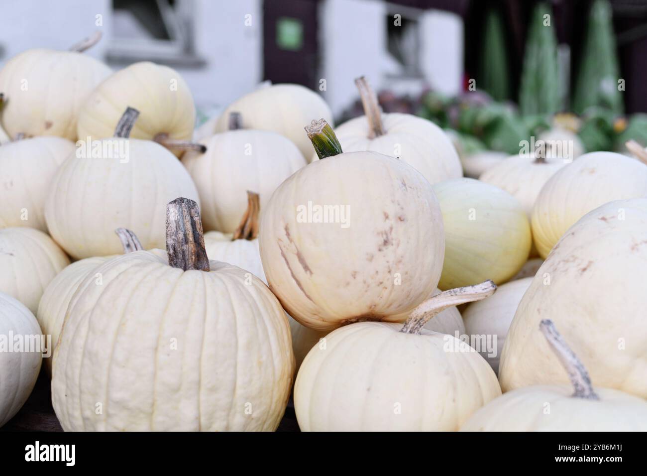 Zucche grandi color bianco crema in vendita al mercato Foto Stock