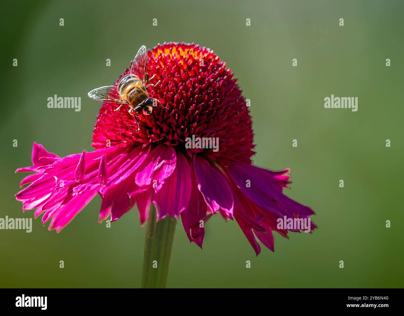 Bee on Bloom: Un primo piano di Nature's Harmony Foto Stock
