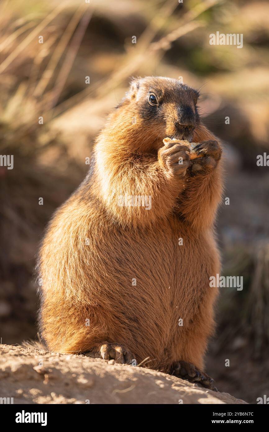 Vista ravvicinata della marmota caudata in piedi, nota anche come marmotta dorata o marmotta dalla coda lunga che mangia biscotti alla luce del sole, delle pianure di Deosai, del Gilgit-Baltistan, Pakistan Foto Stock