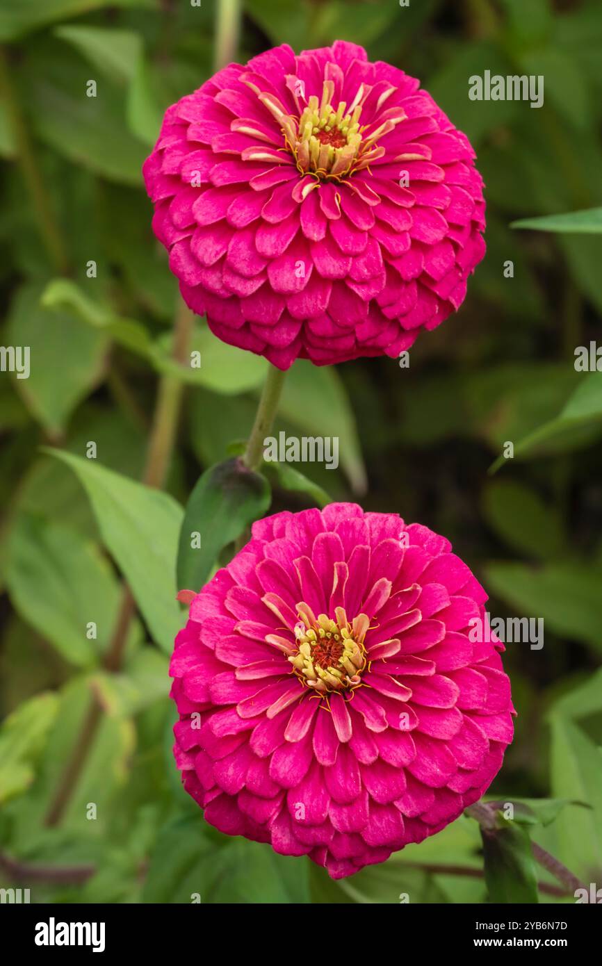 Vista ravvicinata del rosa viola isolato con fiori zinnia elegans gialli che fioriscono all'aperto in giardino Foto Stock