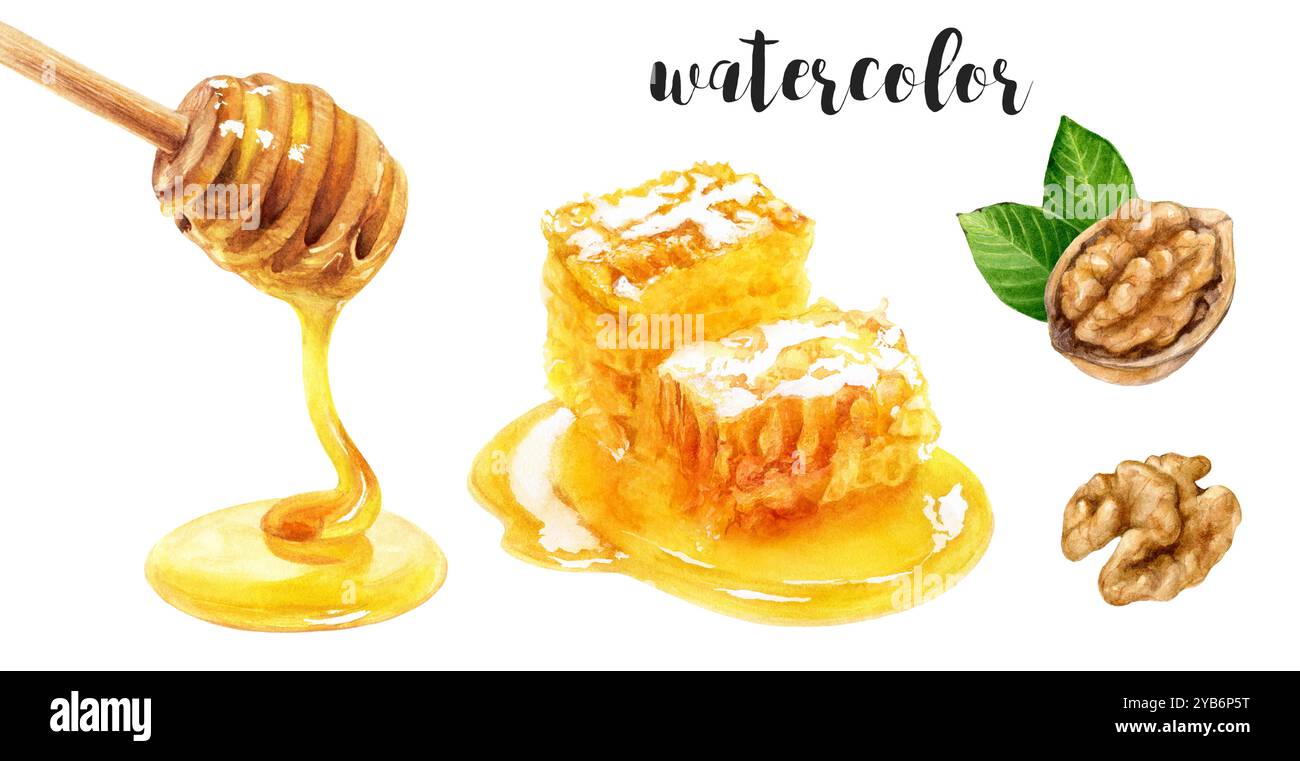 Illustrazione a nido d'ape ad acquerello dipinto a mano, gocciolatoio di miele e noce Foto Stock Illustrazione a nido d'ape ad acquerello dipinto a mano, gocciolatoio di miele e noce Foto Stock