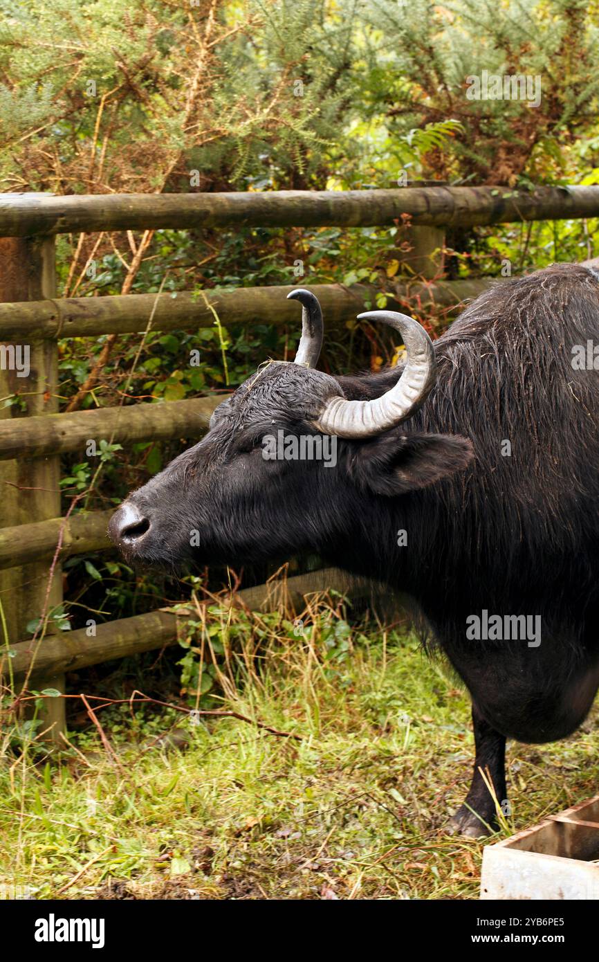 Bisonte d'acqua nella riserva naturale delle paludi di Teifi, Cilgerran vicino a Cardigan, Galles occidentale, Regno Unito Foto Stock