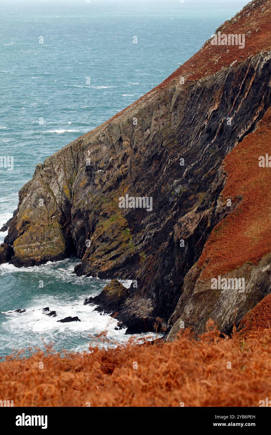 Rockface a Dinas Head, Pembrokeshire, Galles occidentale dal sentiero costiero. Colori autunnali sul bracken. Foto Stock