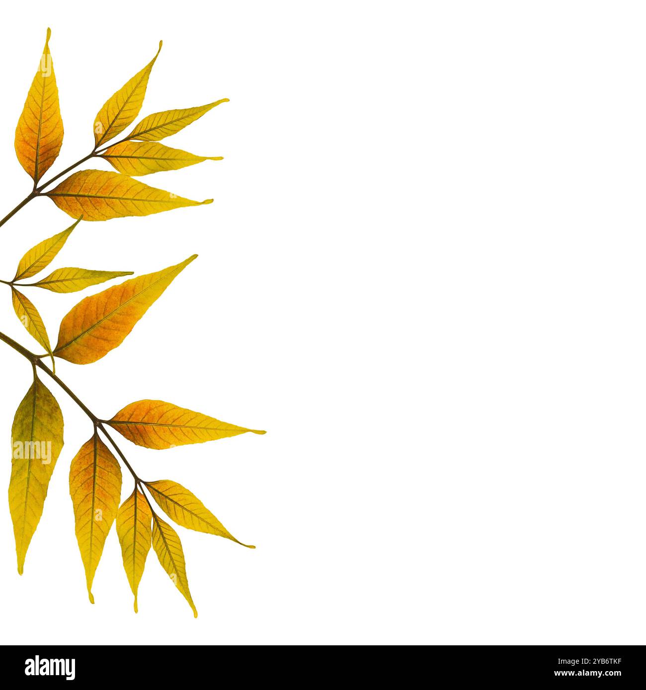 Sistemazione autunnale di foglie secche pressate di frassino. Ideale per realizzare collage, cartoline in feltro, cornici e decorazioni per interni. Foto Stock