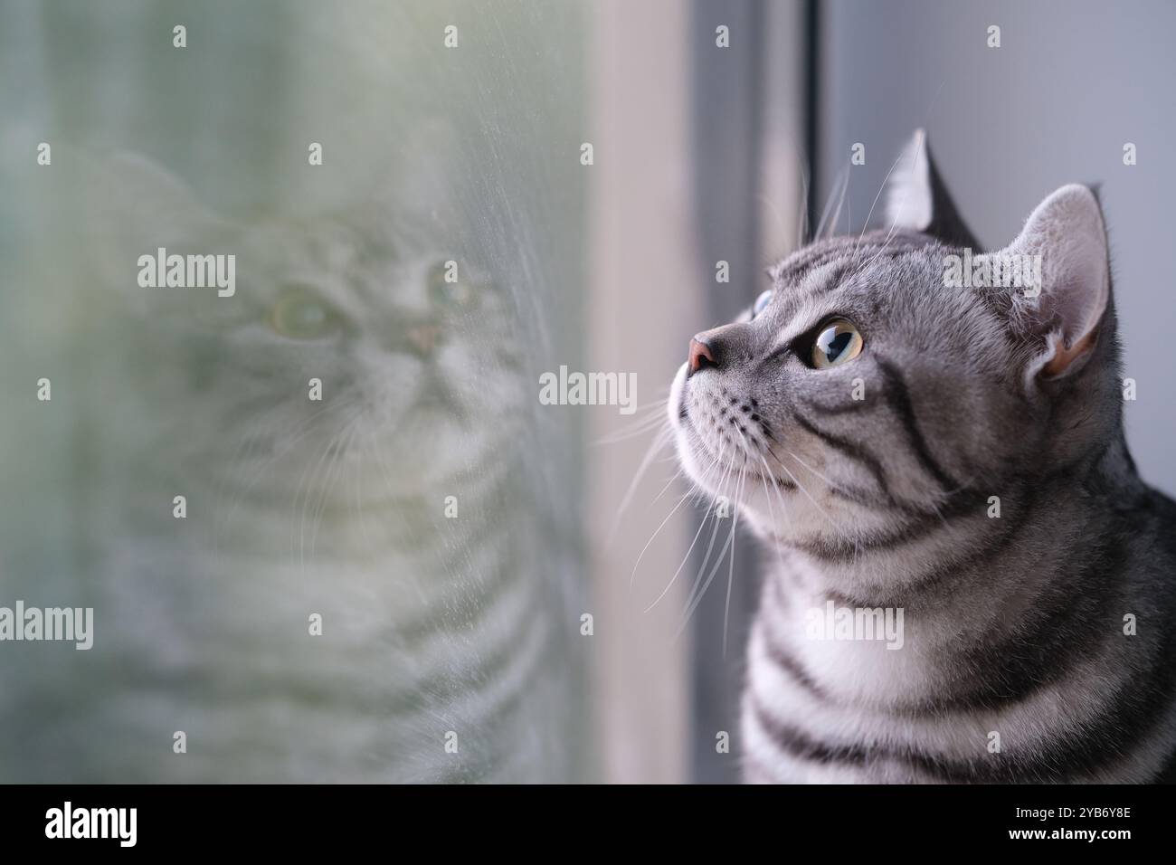 Un gatto tabby argentato shorthair americano guarda in alto accanto alla finestra con riflessi Foto Stock