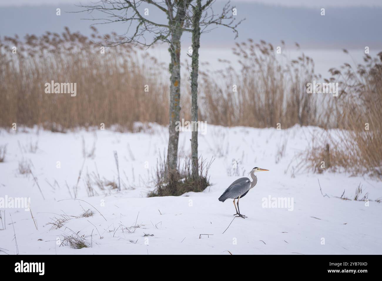 Un solo airone grigio (Ardea cinerea) in piedi su una neve. Sfondo del paesaggio invernale. Foto Stock