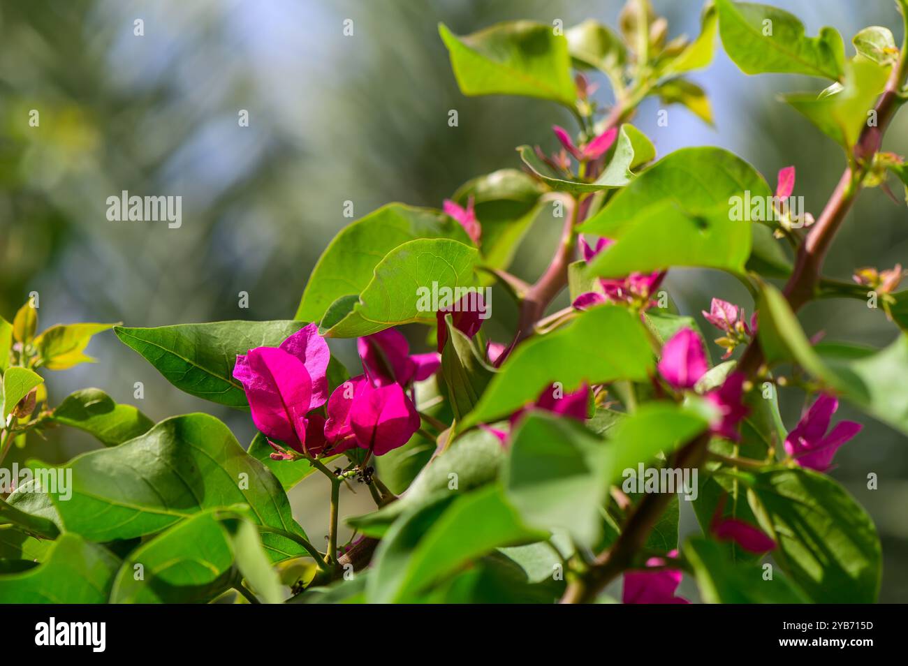 I fiori di bouganville rosa brillante emergono da foglie verdi spesse, che mostrano la bellezza della natura in un giardino illuminato dal sole pieno di colori vivaci. Foto Stock