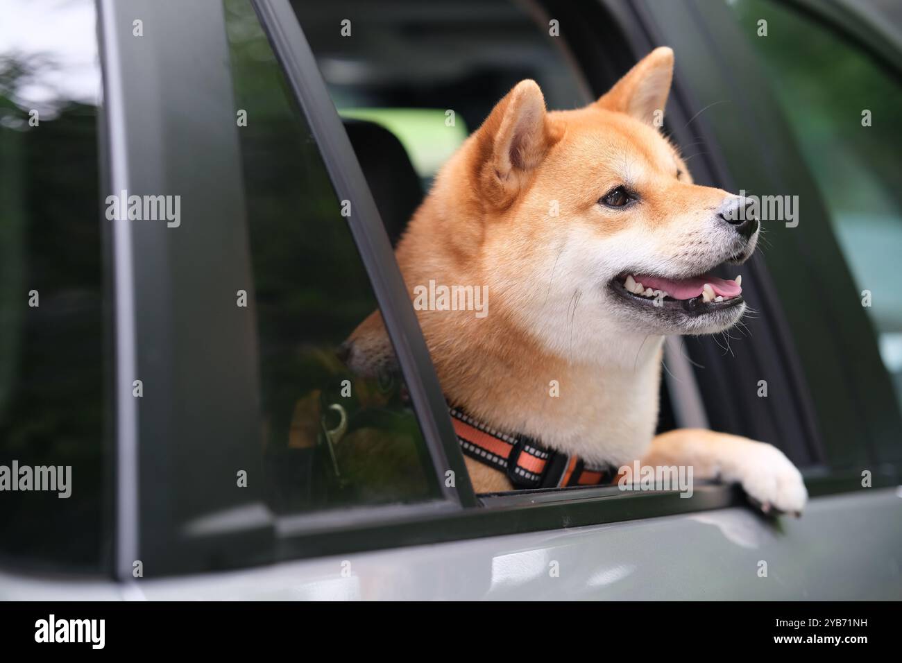 Un cane da compagnia Shiba Inu esce dal finestrino dell'auto. Gli animali domestici viaggiano in auto Foto Stock