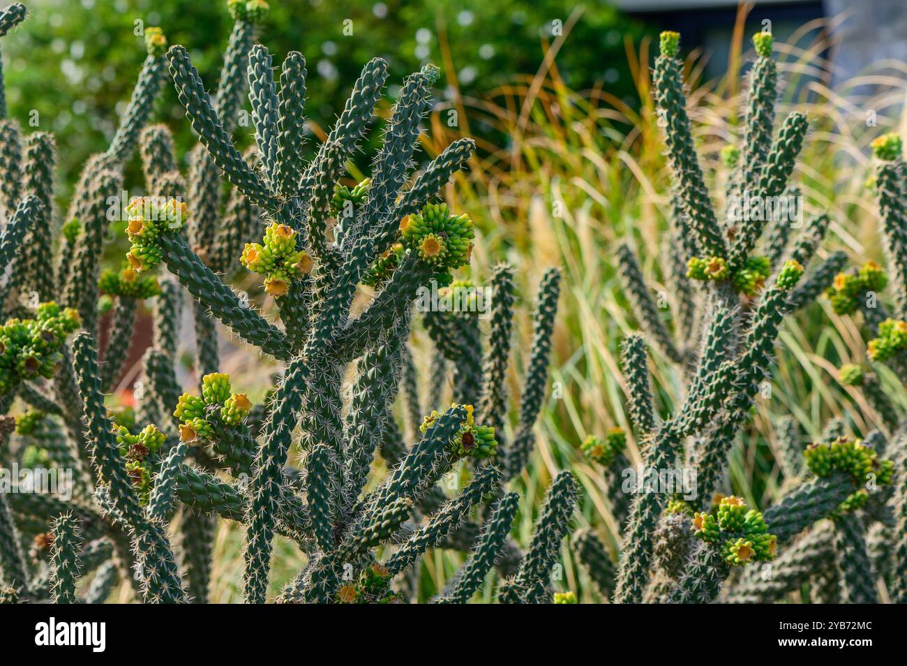 I colorati rami di cactus adornati da freschi fiori gialli raggiungono il sole, circondati da dolci erbe, creando un giardino vivace e invitante Foto Stock