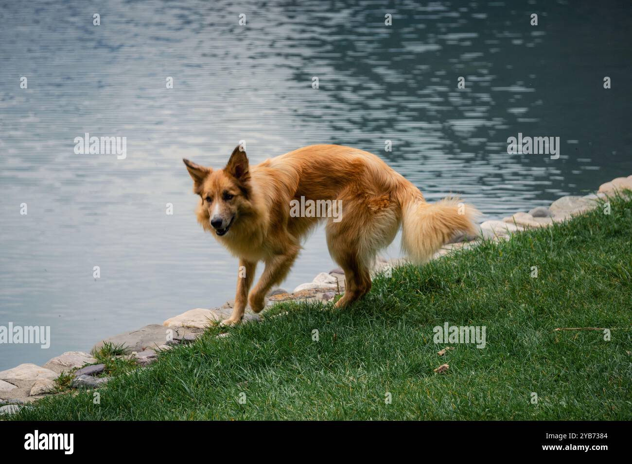 Un cane dalla pelliccia di zenzero cammina lungo un lago, godendosi un momento tranquillo in un ambiente naturale, mescolando relax e osservazione. Foto Stock