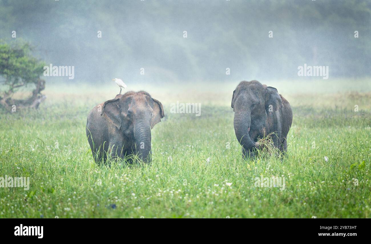 Due elefanti che si nutrono sotto la pioggia, in una palude Foto Stock