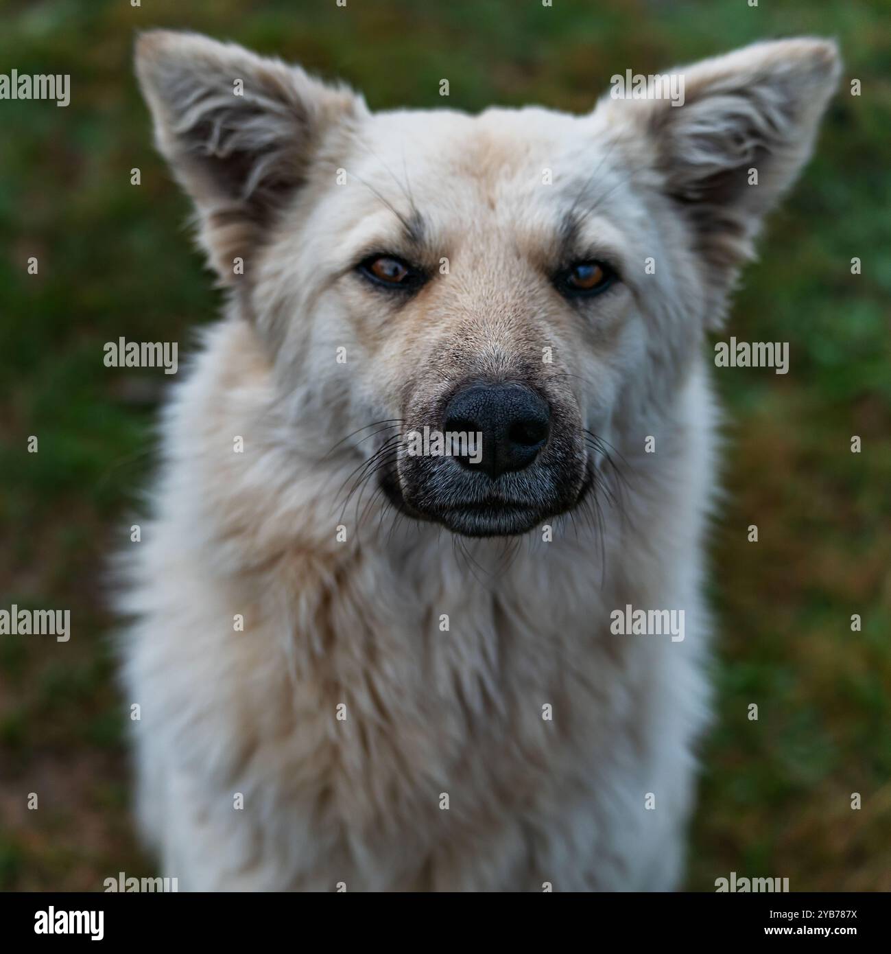 Al crepuscolo serale, un cane da sciame bianco sporco, simile a un husky, siede sull'erba sporca. Primo piano della sua bocca e del suo naso. Foto Stock