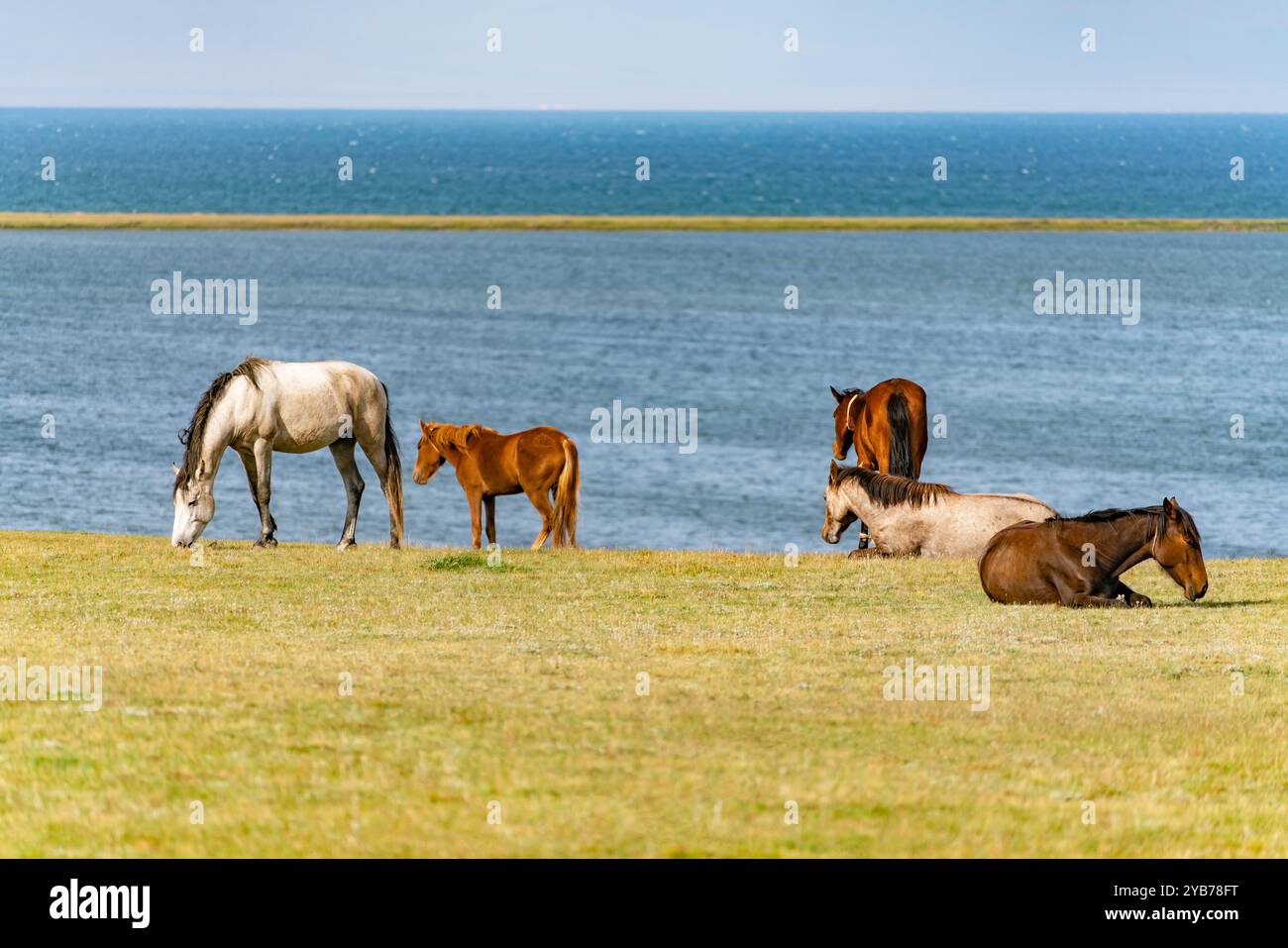 Una mandria di cavalli riposa sul pascolo sulla riva del lago. Alcuni cavalli sono stesi sull'erba gialla. Foto Stock