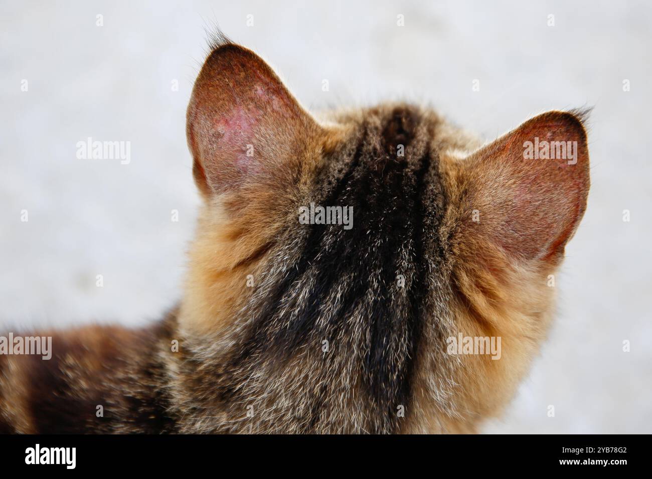 Un gatto con lichene sull'orecchio. Foto Stock