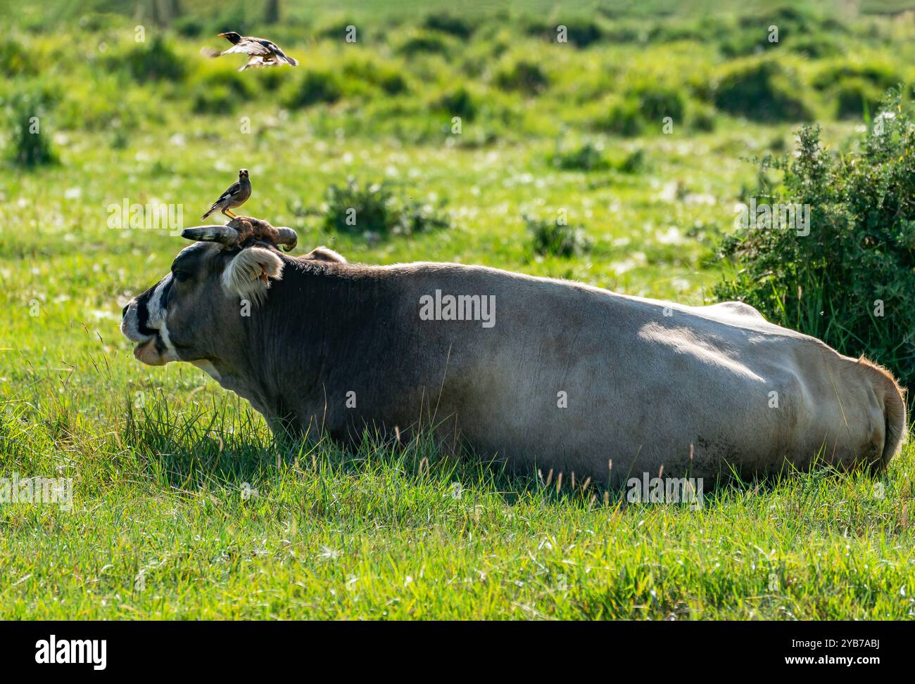 L'uccello myna decollò dalla mucca, la seconda myna rimase seduta sulle corna della mucca. Foto Stock