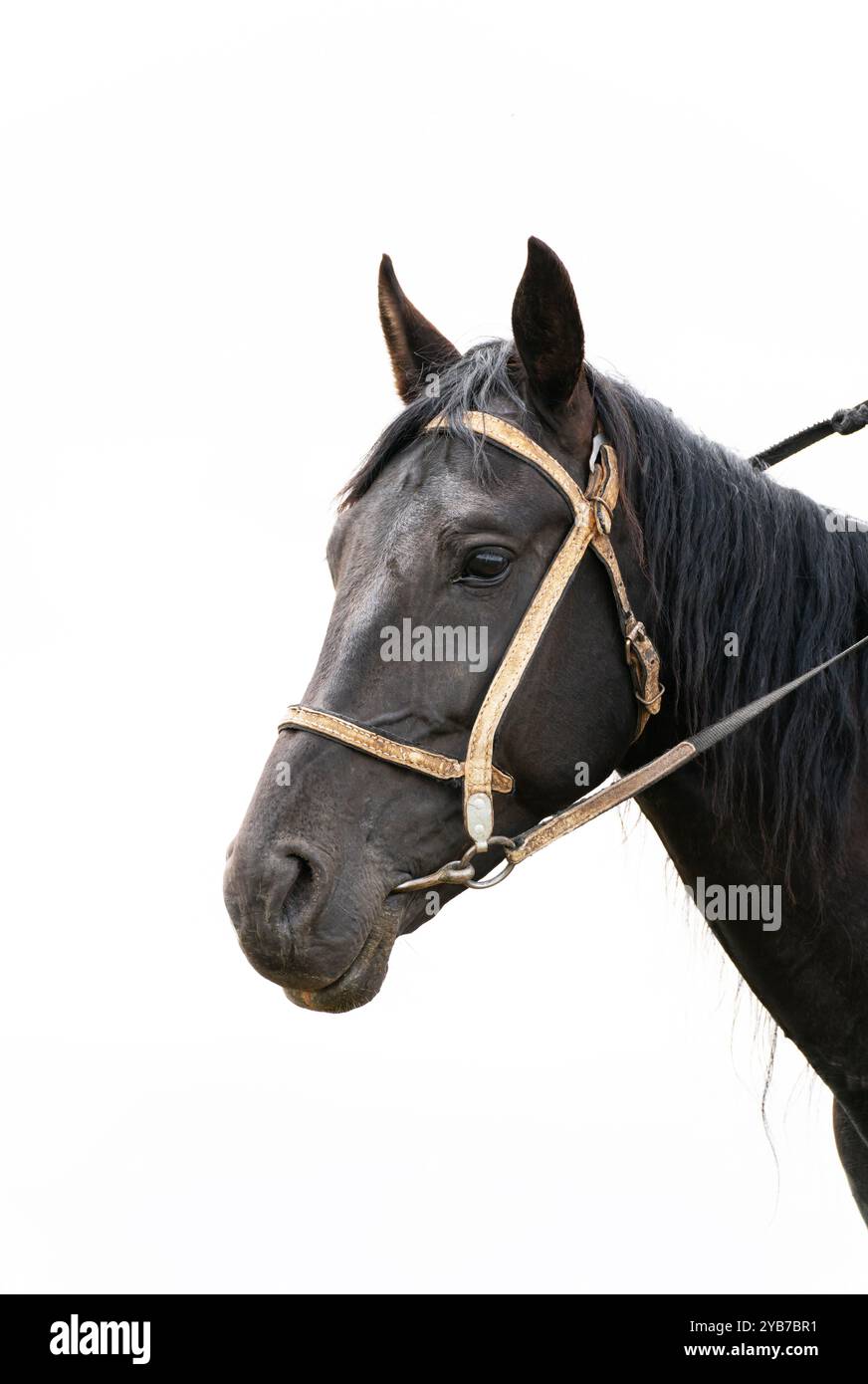 La testa del cavallo su uno sfondo bianco. Primo piano della testa di uno stallone nero con una setola in pelle sulla museruola, parte di un'imbracatura per cavalli. Foto Stock