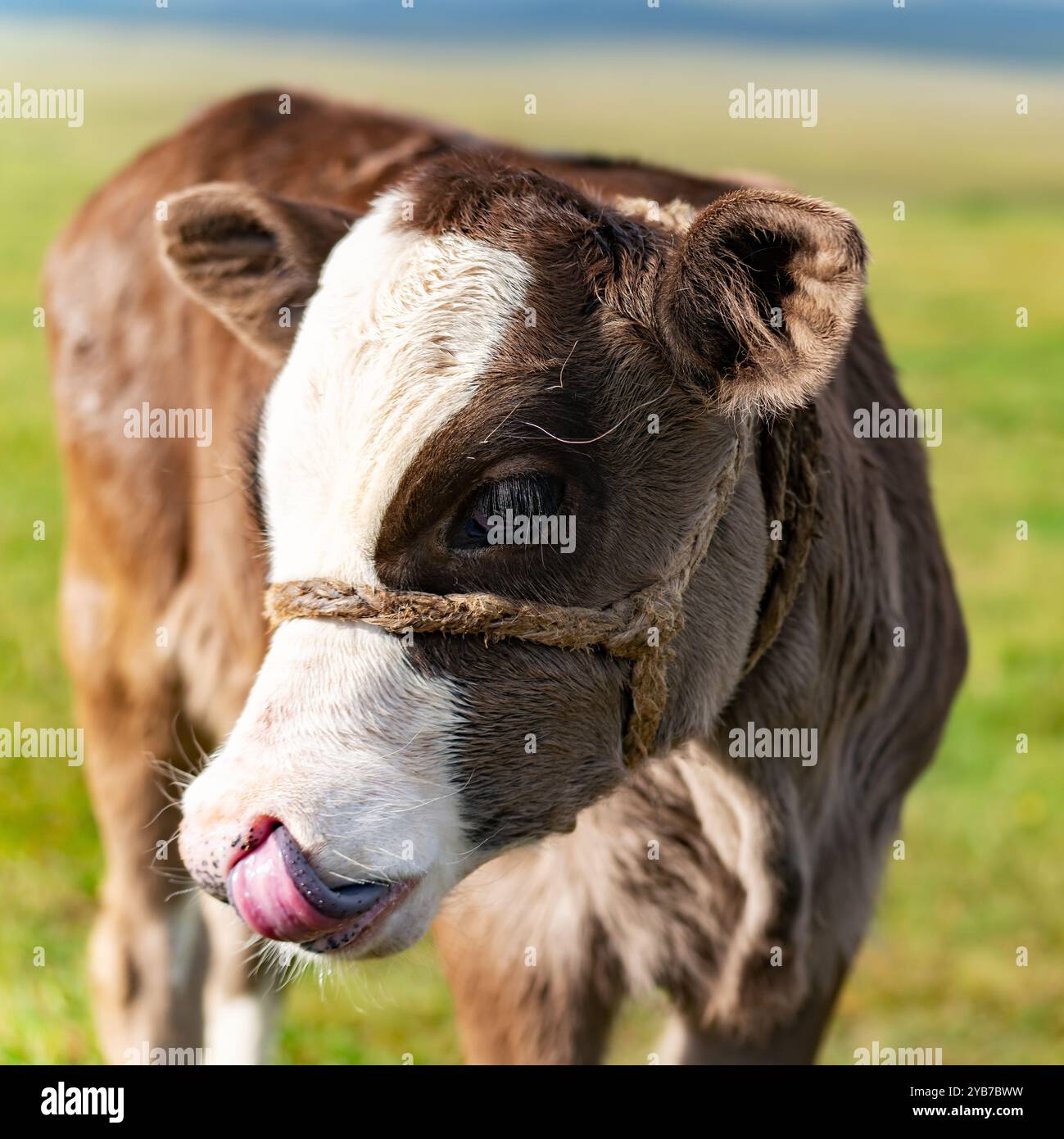 Primo piano della testa di un vitello con la lingua sporgente. Muso carino, occhi espressivi con ciglia lunghe, una macchia bianca dalla fronte al naso. Foto Stock