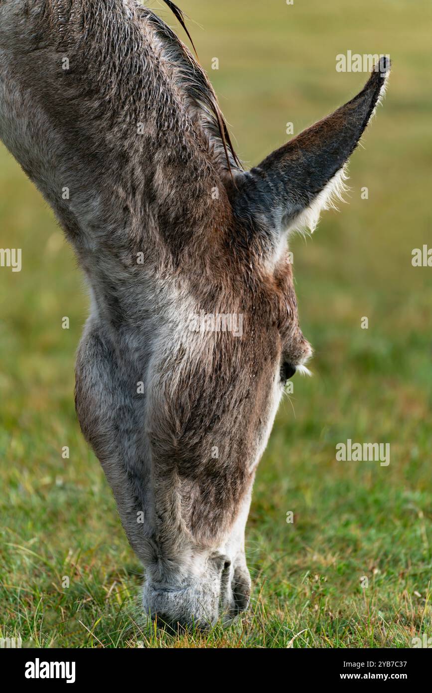 Un lungo orecchio d'asino. Primo piano del collo e parte inferiore della testa di un asino che mangia erba in un prato. Foto Stock