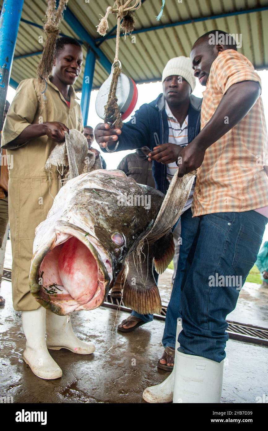 I pescatori pesano il pesce persico del Nilo nella città di pescatori di Kasensero sul lago Victoria - Uganda Foto Stock