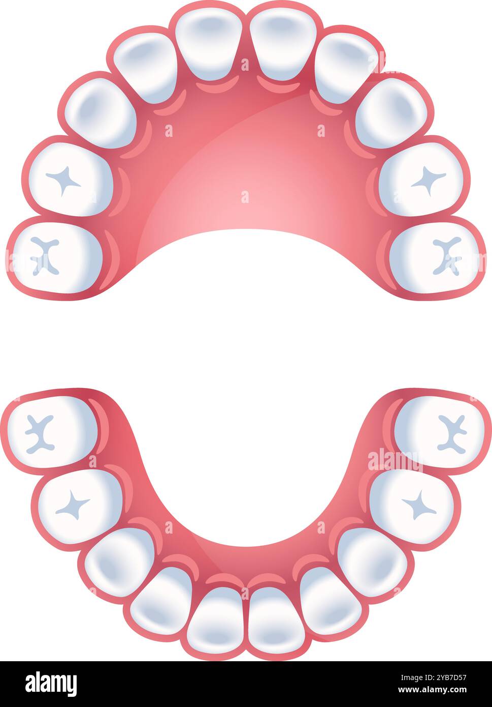 Tabella dei denti. Schema dentale JAWS. Infografica dentale Illustrazione Vettoriale
