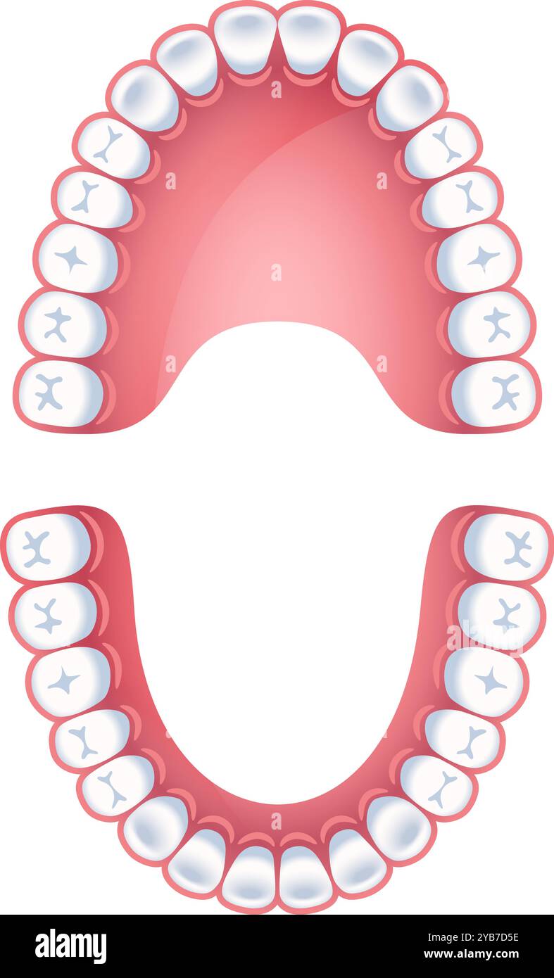 Modello infografico denti. Diagramma ortodontista. Cartella odontoiatrica Illustrazione Vettoriale