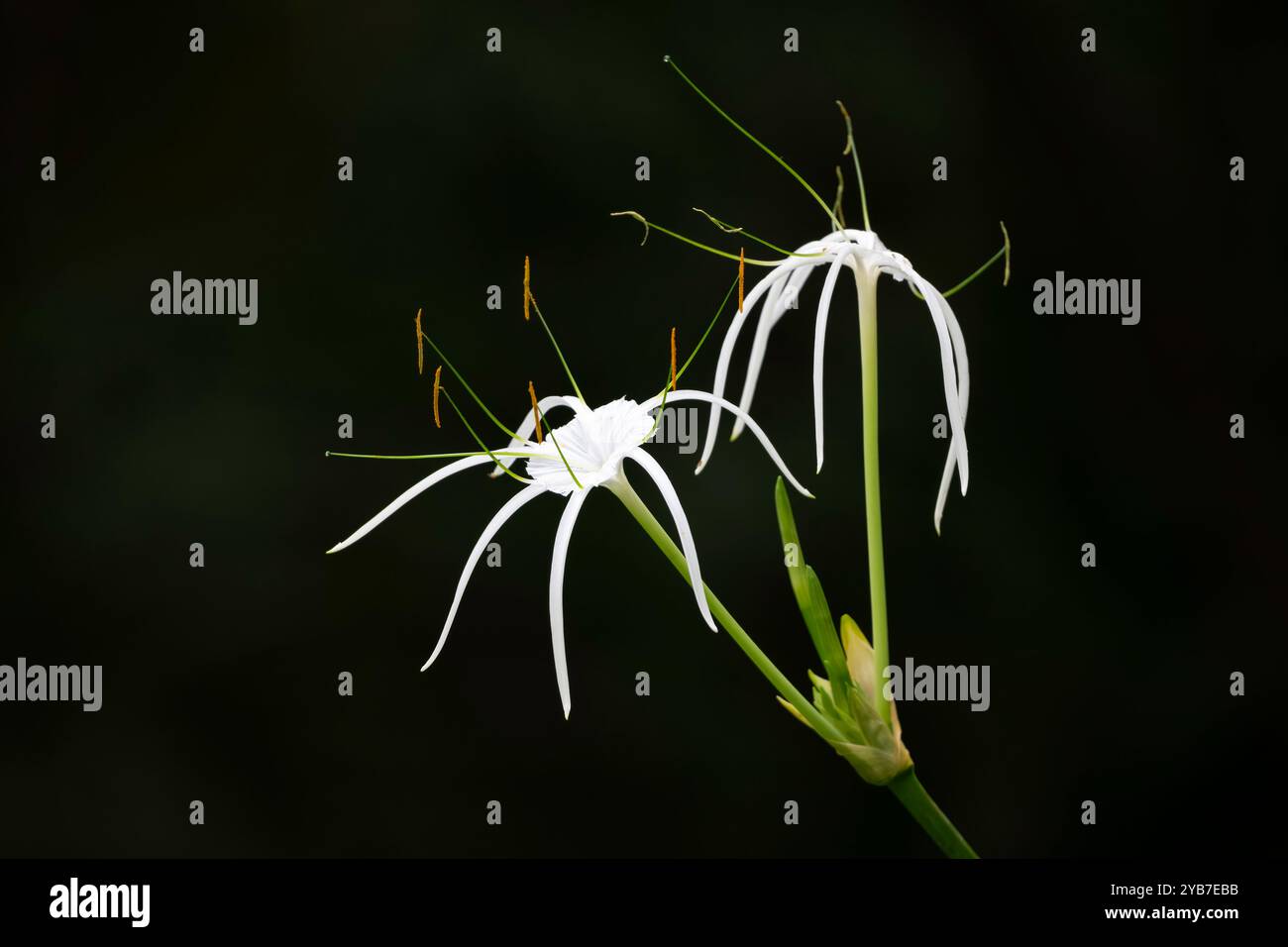 Bellissimi fiori di giglio e gemme bianchi sulla pianta del giardino. Chiamato anche Hymenocallis speciosa. Foto Stock