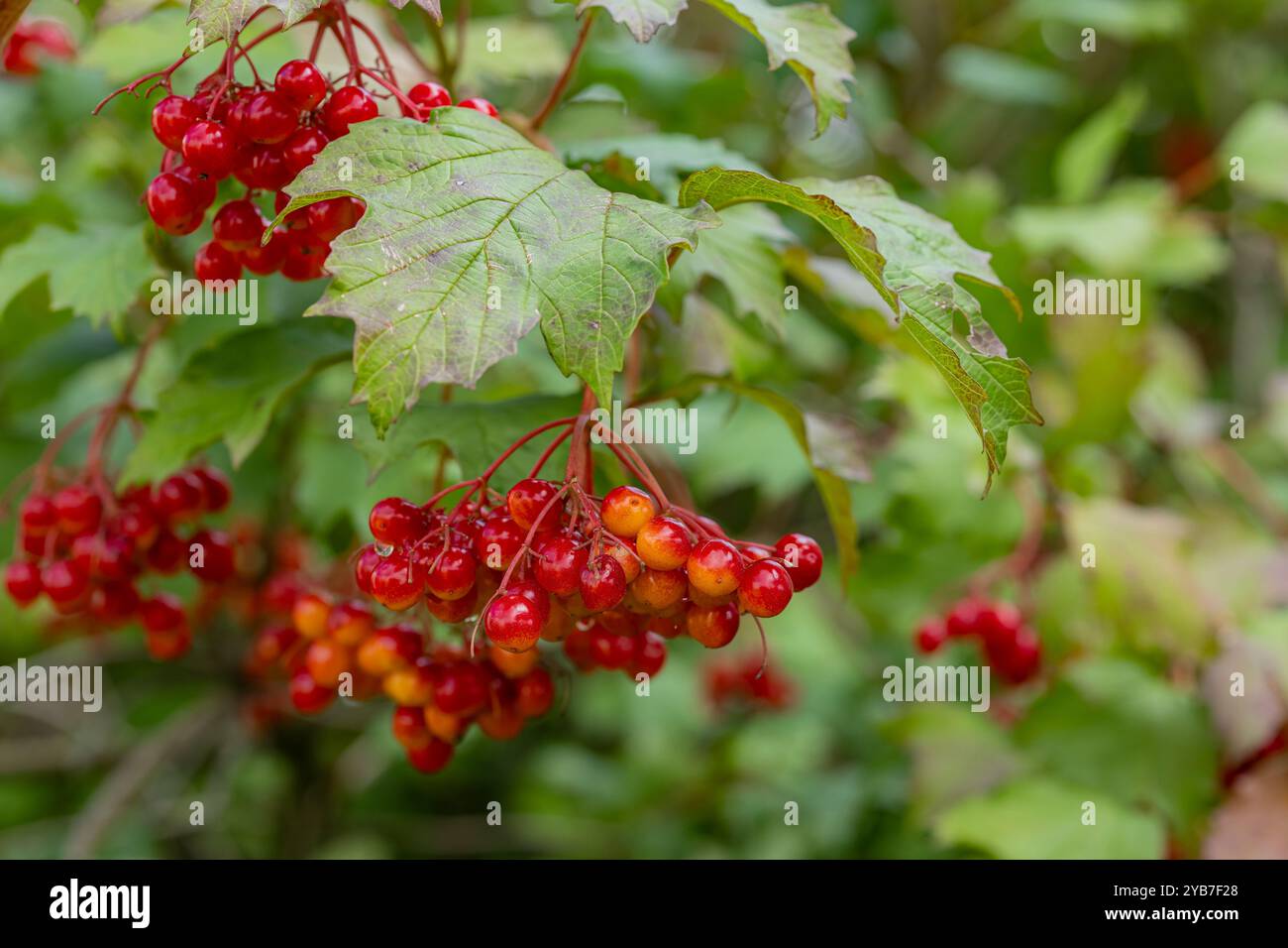 Vivaci gruppi di bacche di viburnum rosse appese su rami con foglie verdi in un ambiente naturale Foto Stock