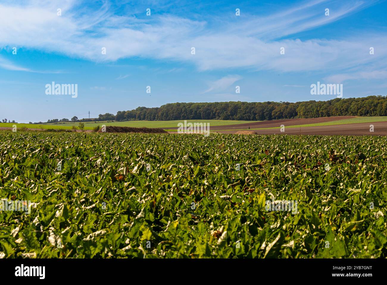 Vista panoramica su un campo con una fila di alberi e una collina sullo sfondo. Foto di alta qualità Foto Stock