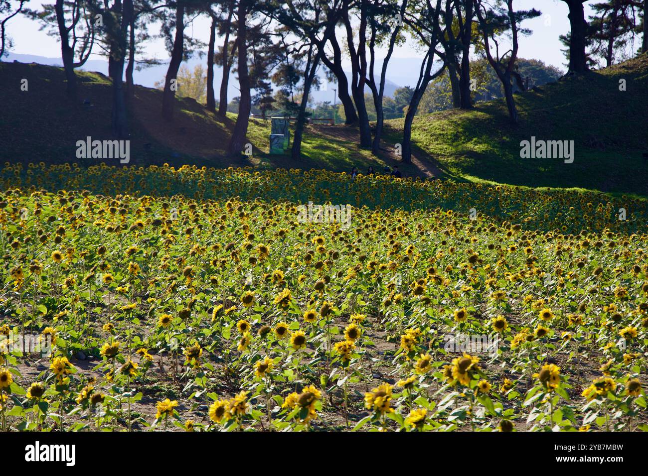 Gyeongju City, Corea del Sud - 11 novembre 2023: Un campo di girasoli nel Cheomseongdae Park, con alti alberi che gettano ombre sui vibranti fiori. T Foto Stock