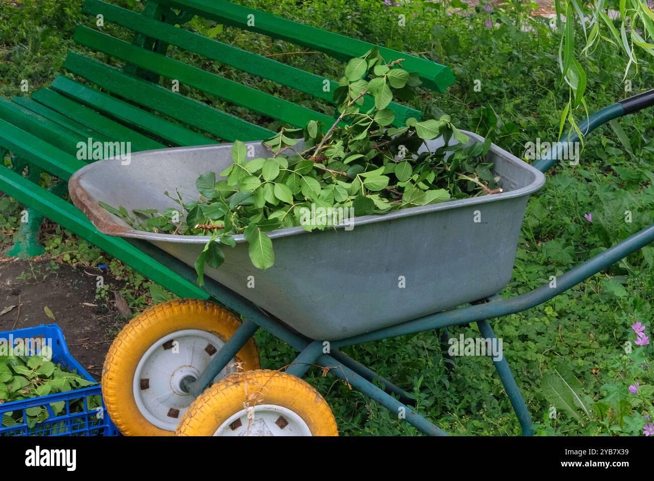 Potare i cespugli di rose nella carriola in giardino. Mucchio di rami tagliati nel parco. Giardinaggio e architettura paesaggistica. Foto Stock