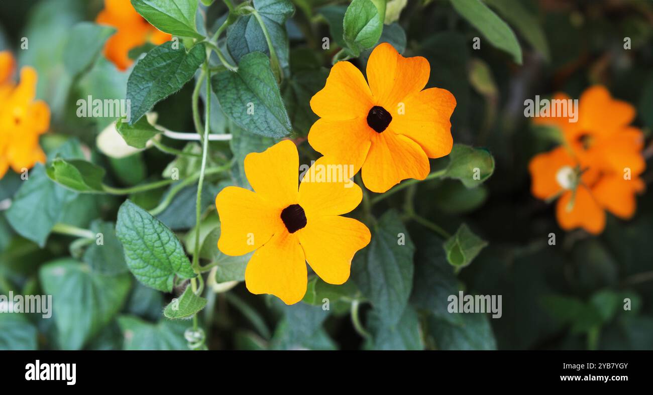 Thunbergia, comunemente conosciuta come vite di cicloccino arancione o di tromba arancione. Foto Stock