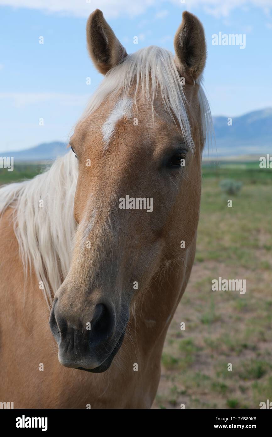 faccia di cavallo da vicino. Capo di bestiame Foto Stock