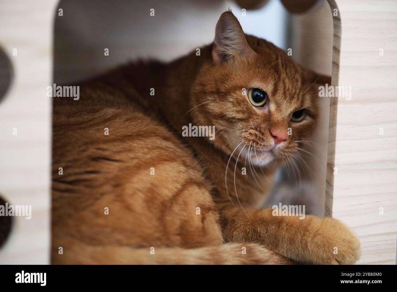 carino gatto marrone in casa per gatti Foto Stock