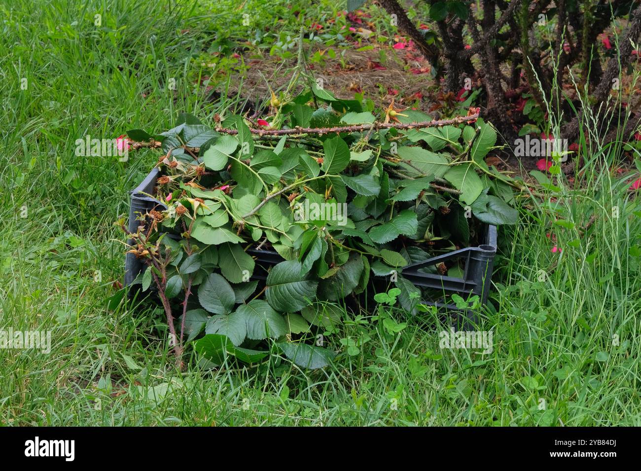 Mucchio di rami tagliati. Potare cespugli di rose nel giardino di campagna. Giardinaggio. Foto Stock