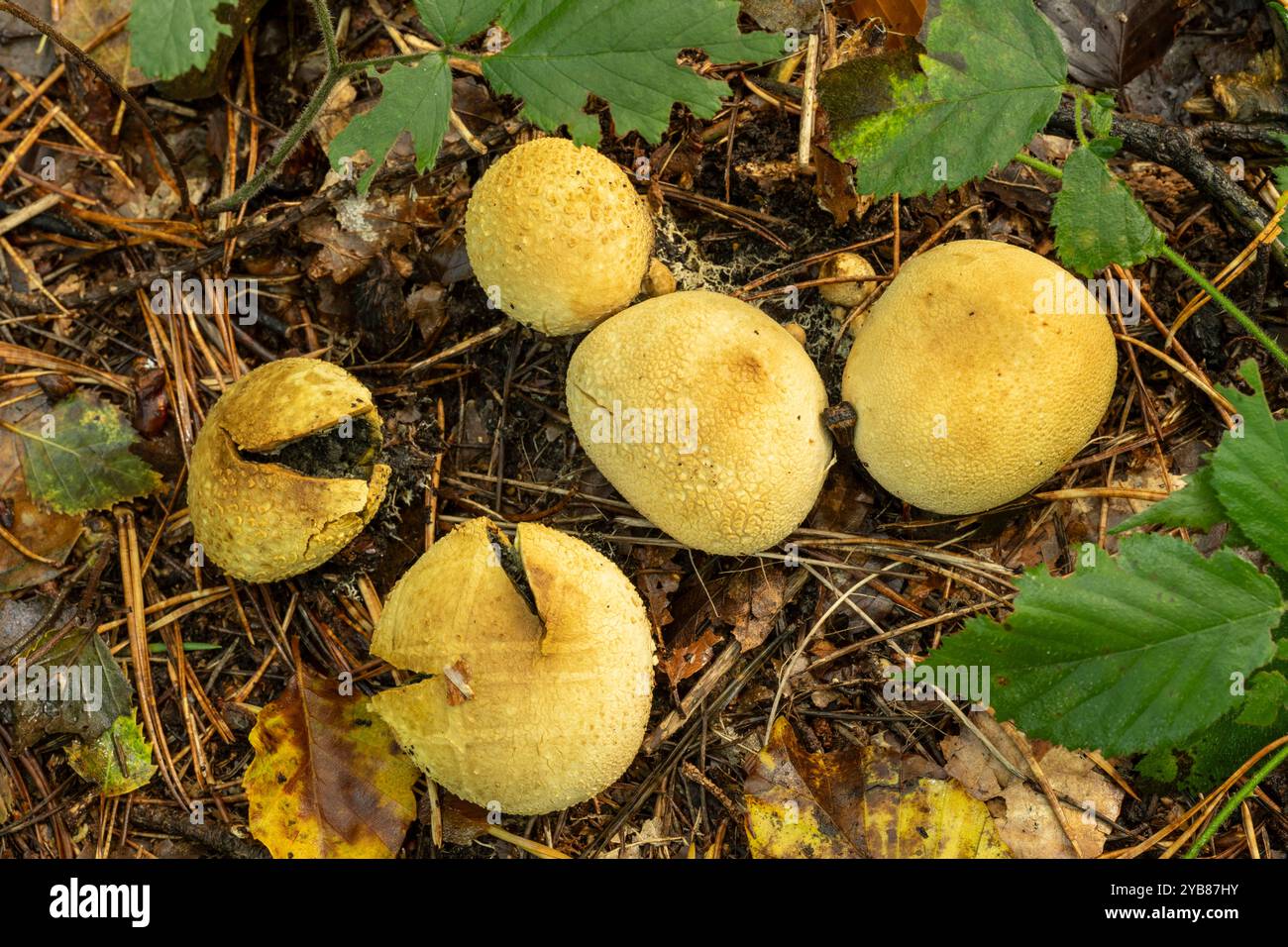 Funghi Earthball: Scleroderma citrinum. Surrey, Regno Unito Foto Stock