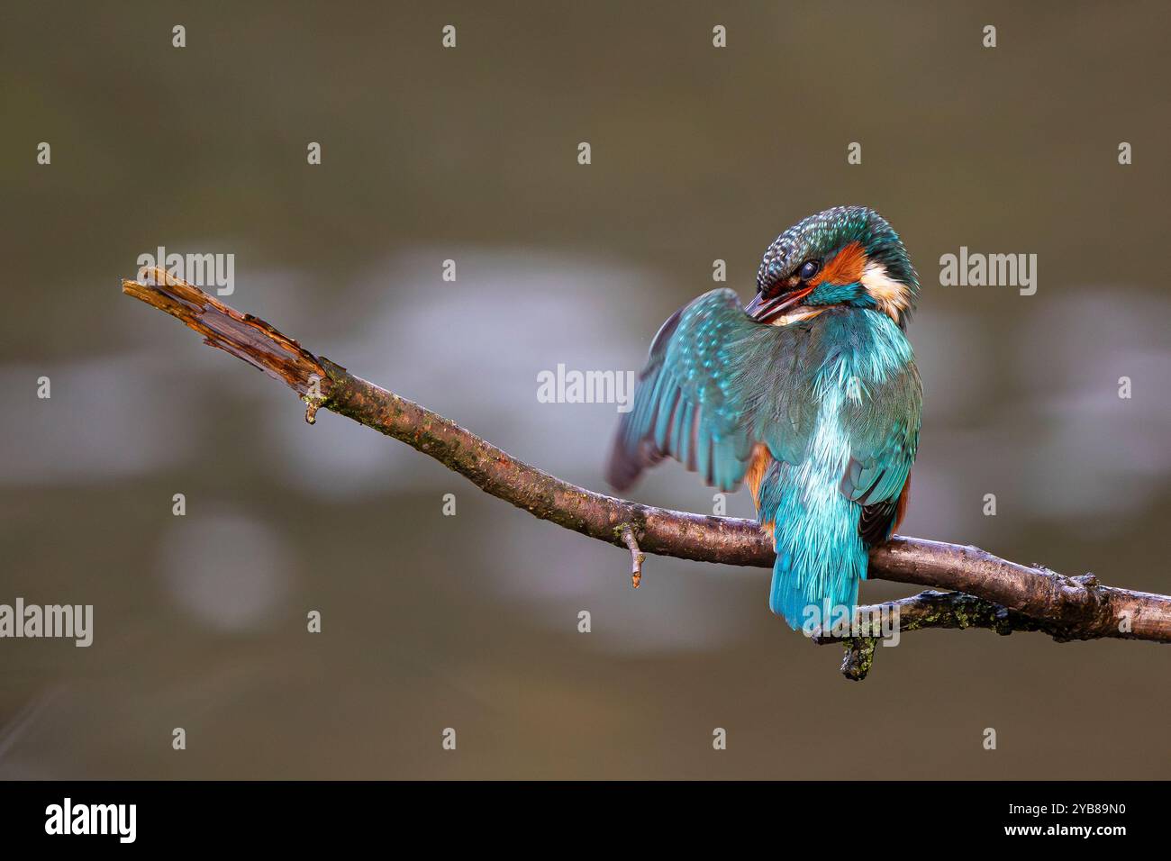 Vista ravvicinata di un uccello britannico kingfisher con piume delle ali che mostrano molti dettagli di piume. La membrana di Nictitazione attraverso l'occhio è Foto Stock
