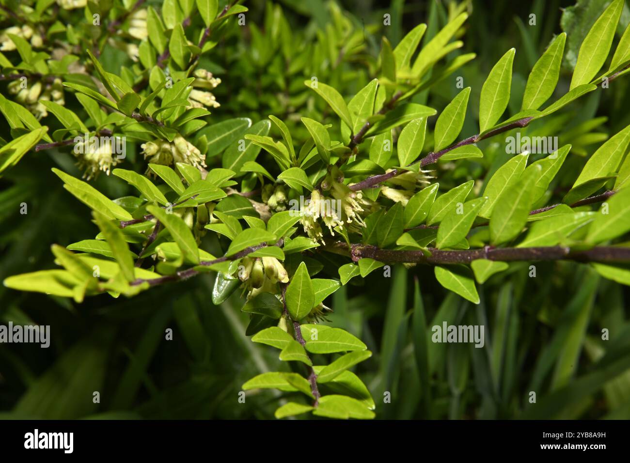 Un'immagine ben messa a fuoco di Boxleaf Honeysuckle, Lonicera liguustrina, che cresce su un argine di strada. Ha piccoli fiori e foglie piuttosto piccole. Foto Stock