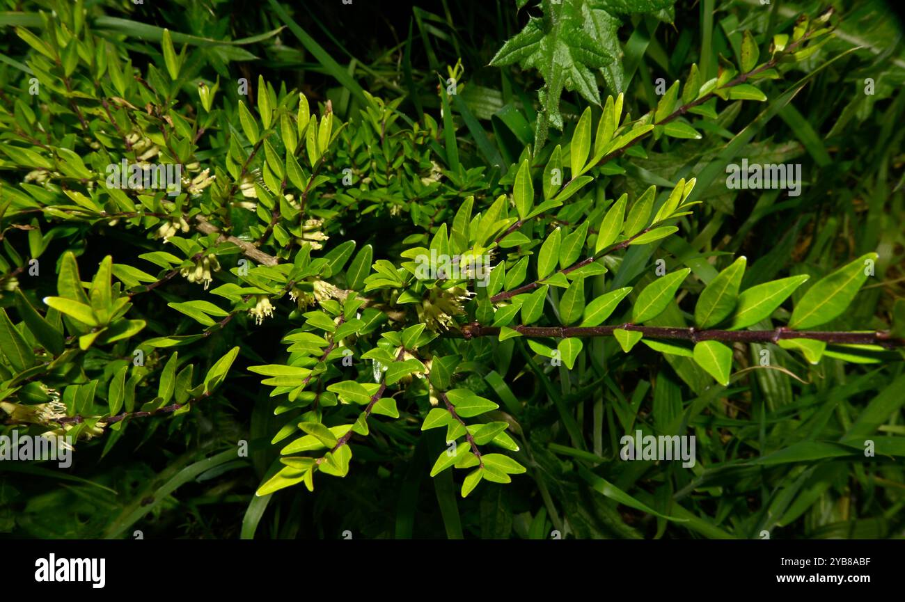 Un'immagine ben messa a fuoco di Boxleaf Honeysuckle, Lonicera liguustrina, che cresce su un argine di strada. Ha piccoli fiori e foglie piuttosto piccole. Foto Stock