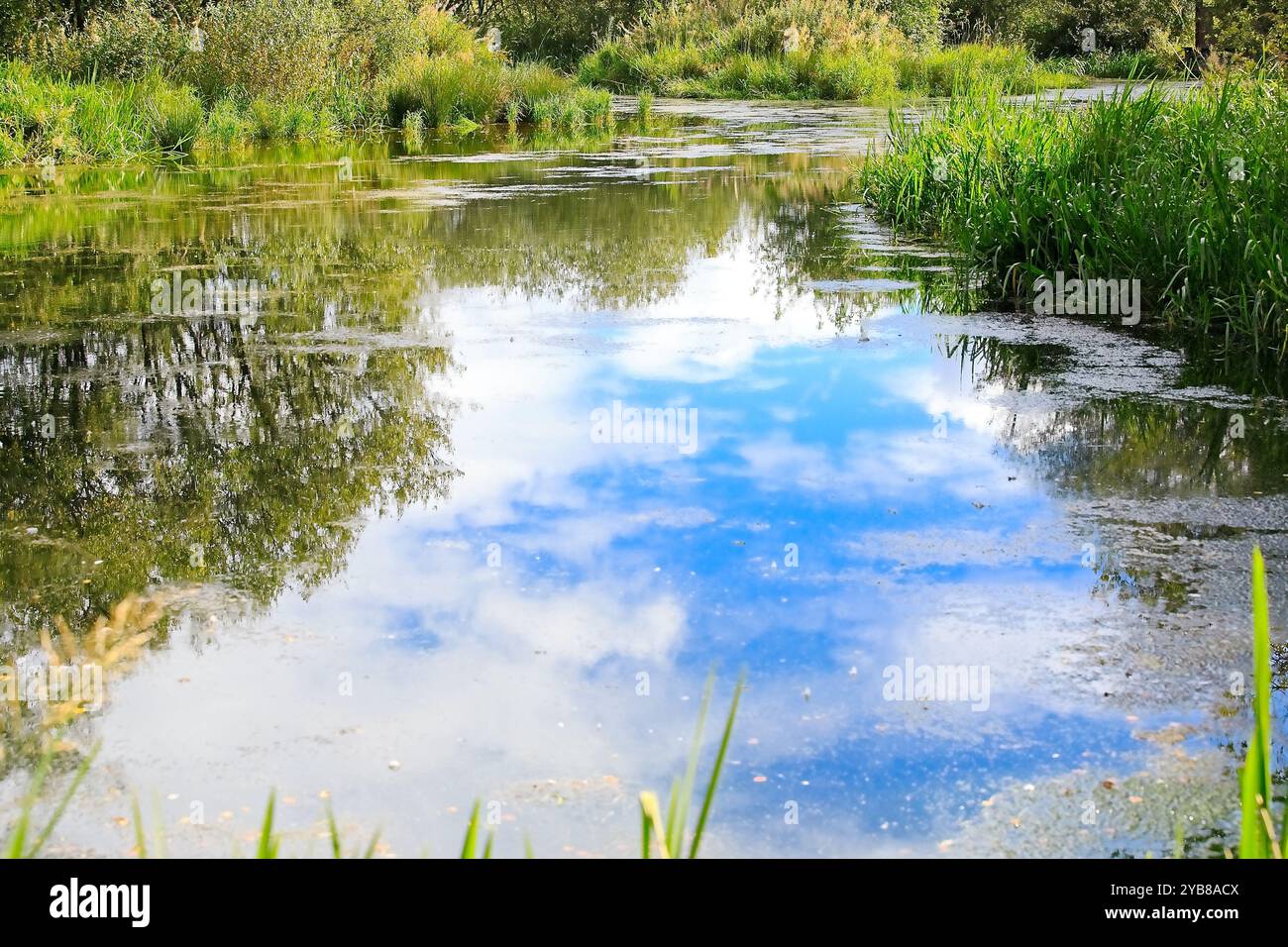 Riflessi di nuvole, alberi e cielo blu in un piccolo stagno scozzese Foto Stock