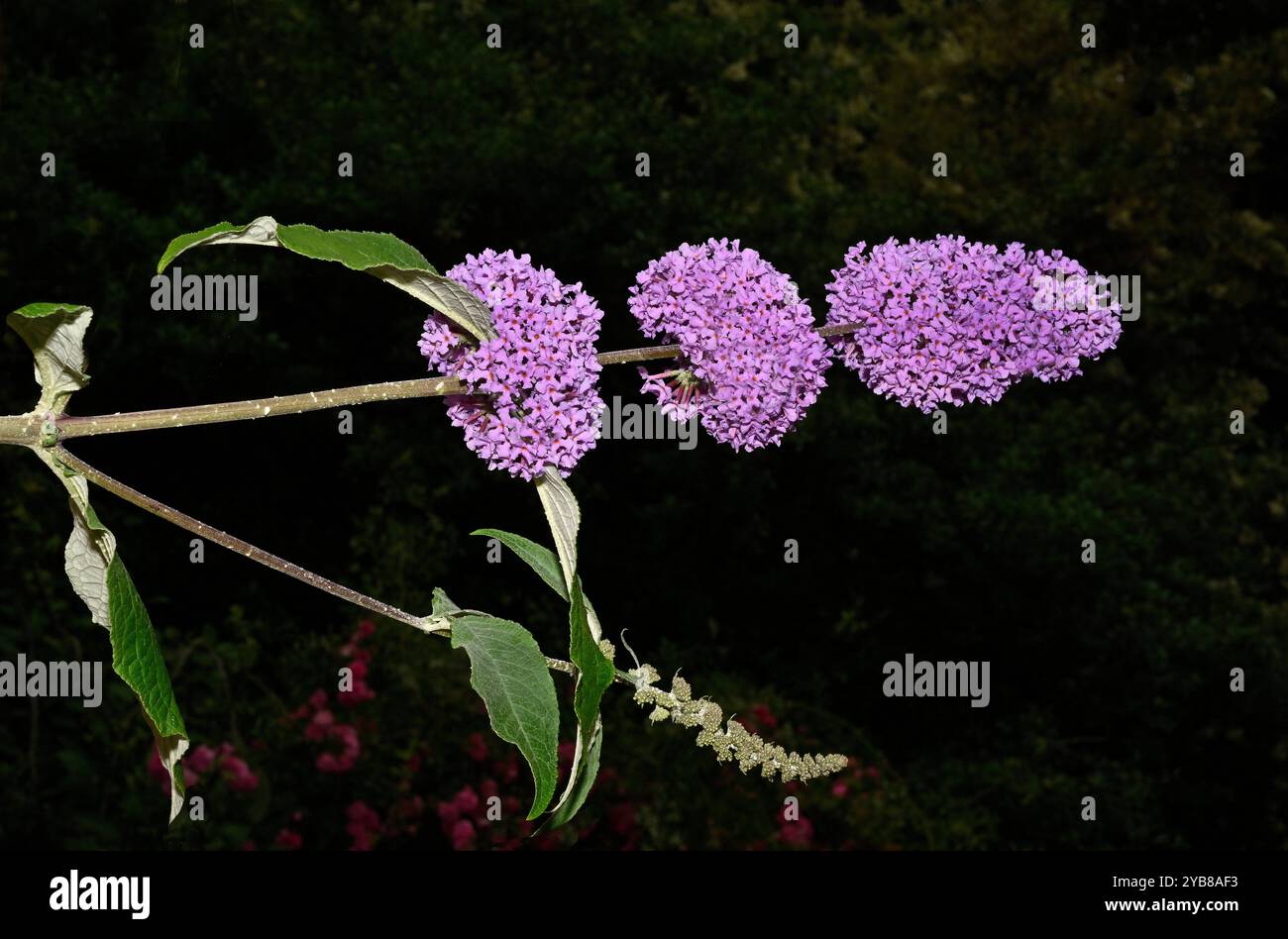 Tre sfere di fiori su un solo scatto di un cespuglio di farfalle, Buddleja davidii, su uno sfondo scuro. Primo piano e ben focalizzato e dettagliato. Foto Stock