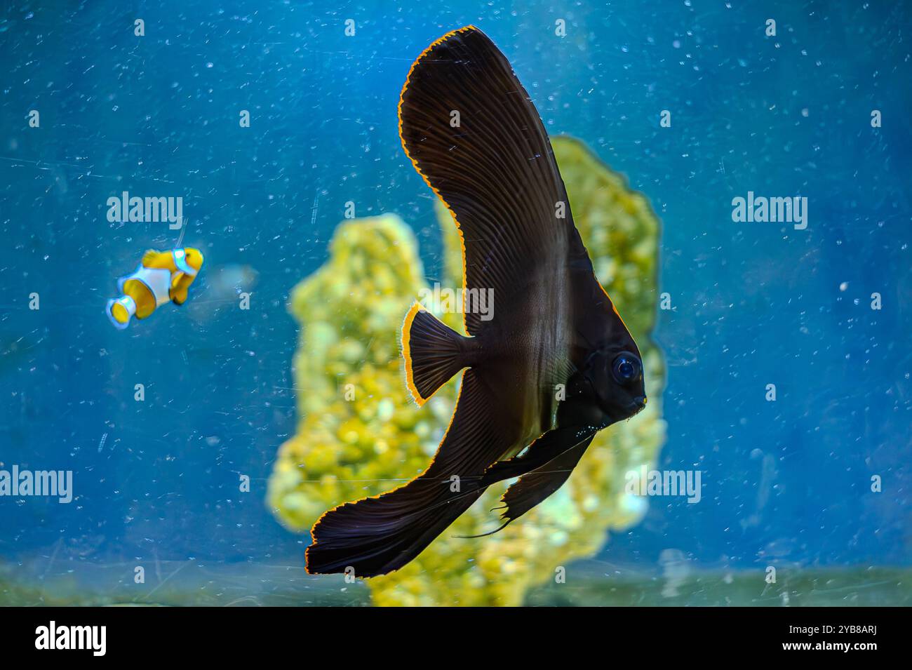 Il giovane Platax pinnatus, noto anche come pinnate spadefish, pinnate batfish, dusky batfish, batfish ombreggiato, o batfish dalla faccia rossa nella barriera corallina amon Foto Stock