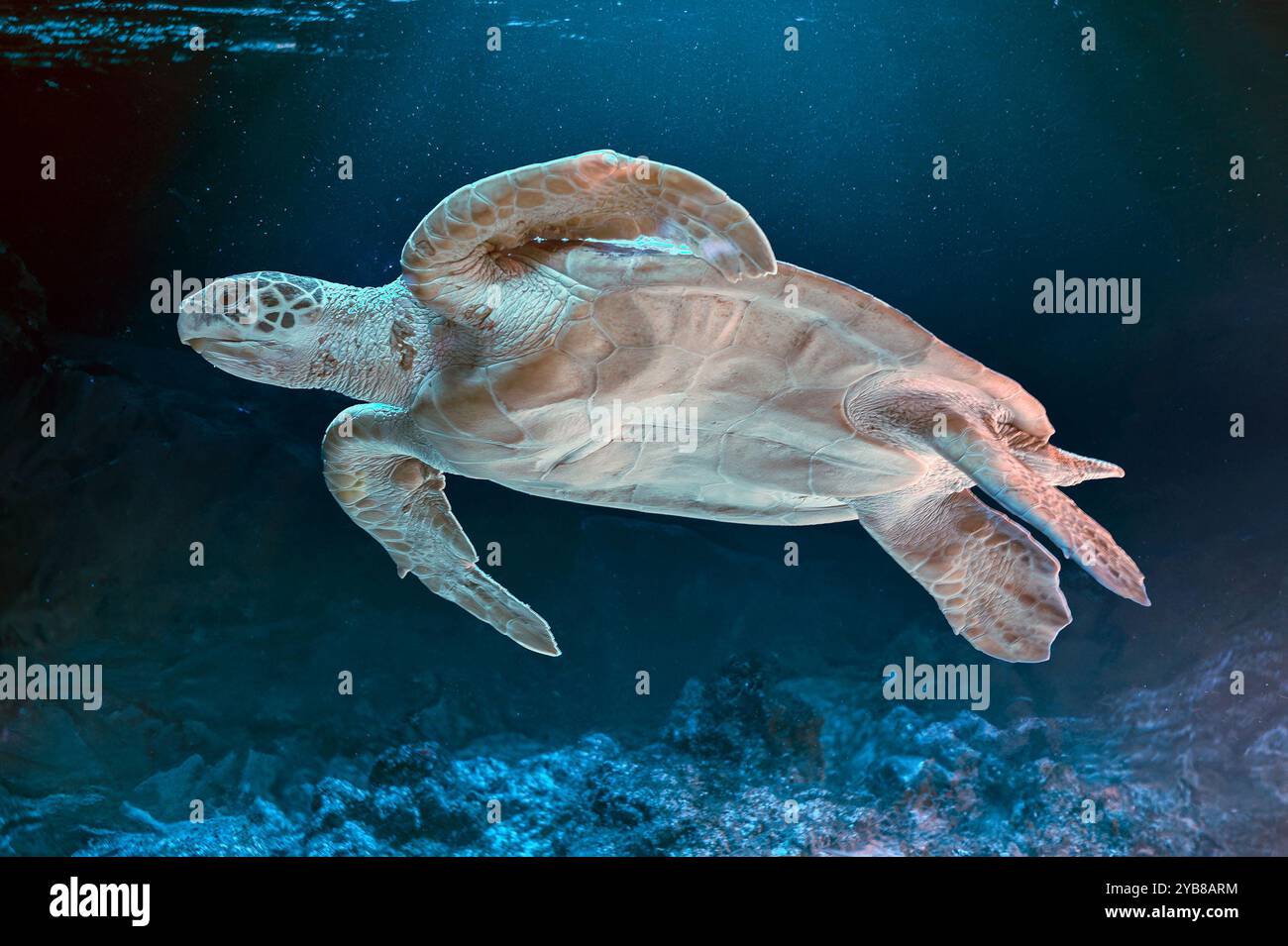 Foto della tartaruga marina nell'isola delle Galapagos. Tartaruga di mare verde che nuota pacificamente lungo il fondale marino nelle acque poco profonde appena al largo della spiaggia. Bagno Foto Stock