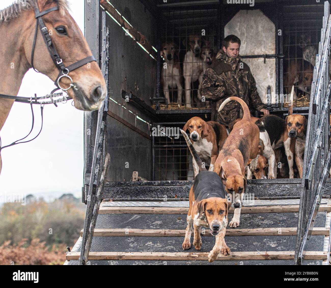 foxhounds che lasciano il loro camion per andare a caccia di sentieri Foto Stock