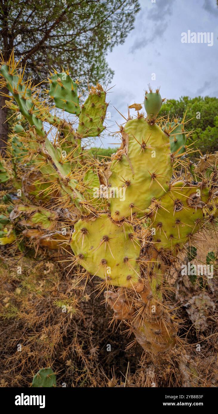Primo piano dettagliato di un cactus di fichi d'India con spine affilate e vivaci tamponi verdi. Ideale per progetti incentrati sulla natura, guide alle piante o deserti Foto Stock