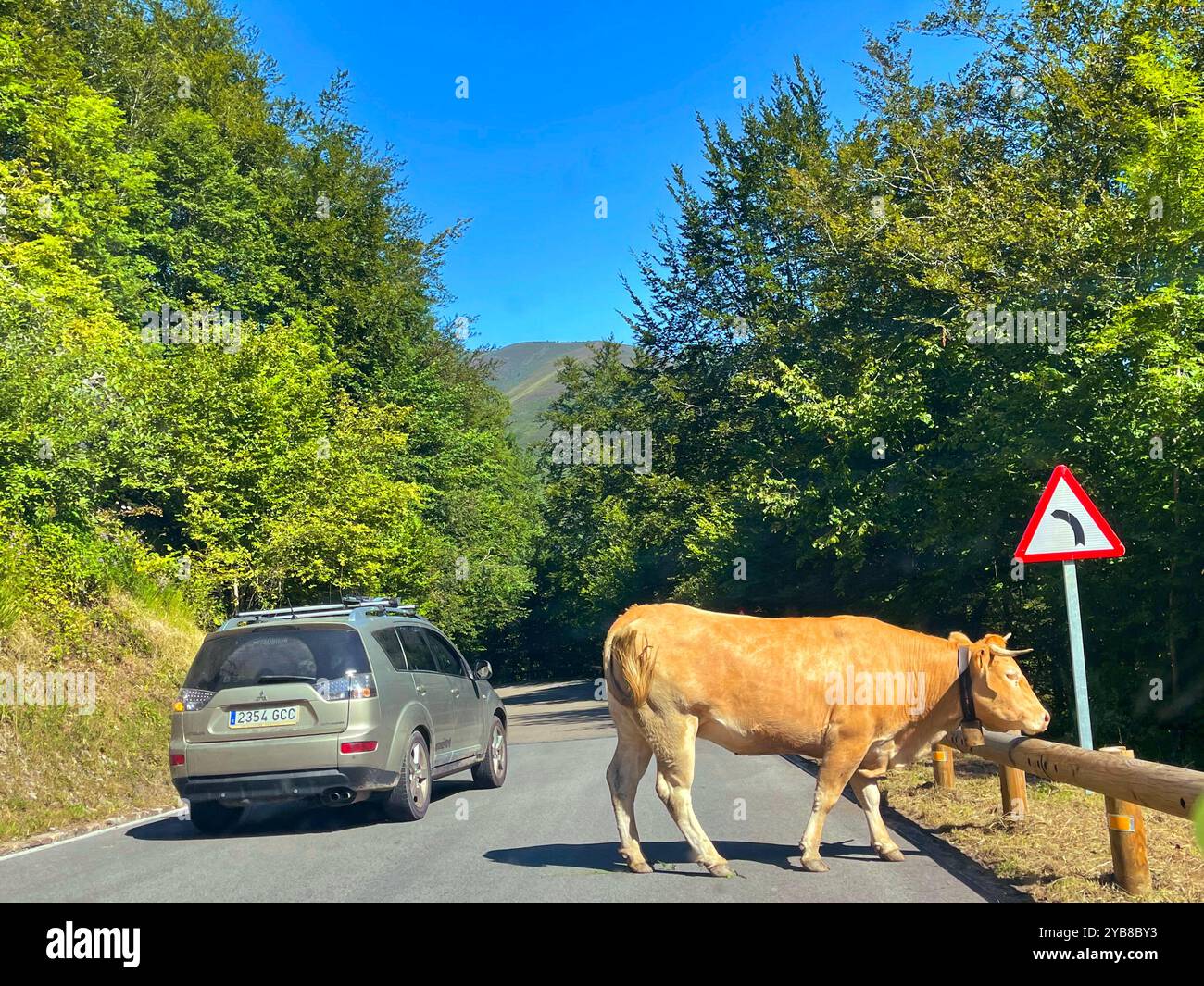 Mucca sulla strada, segnale stradale e auto. Cantabria, Spagna. - Immagine stock catturata con smartphone
